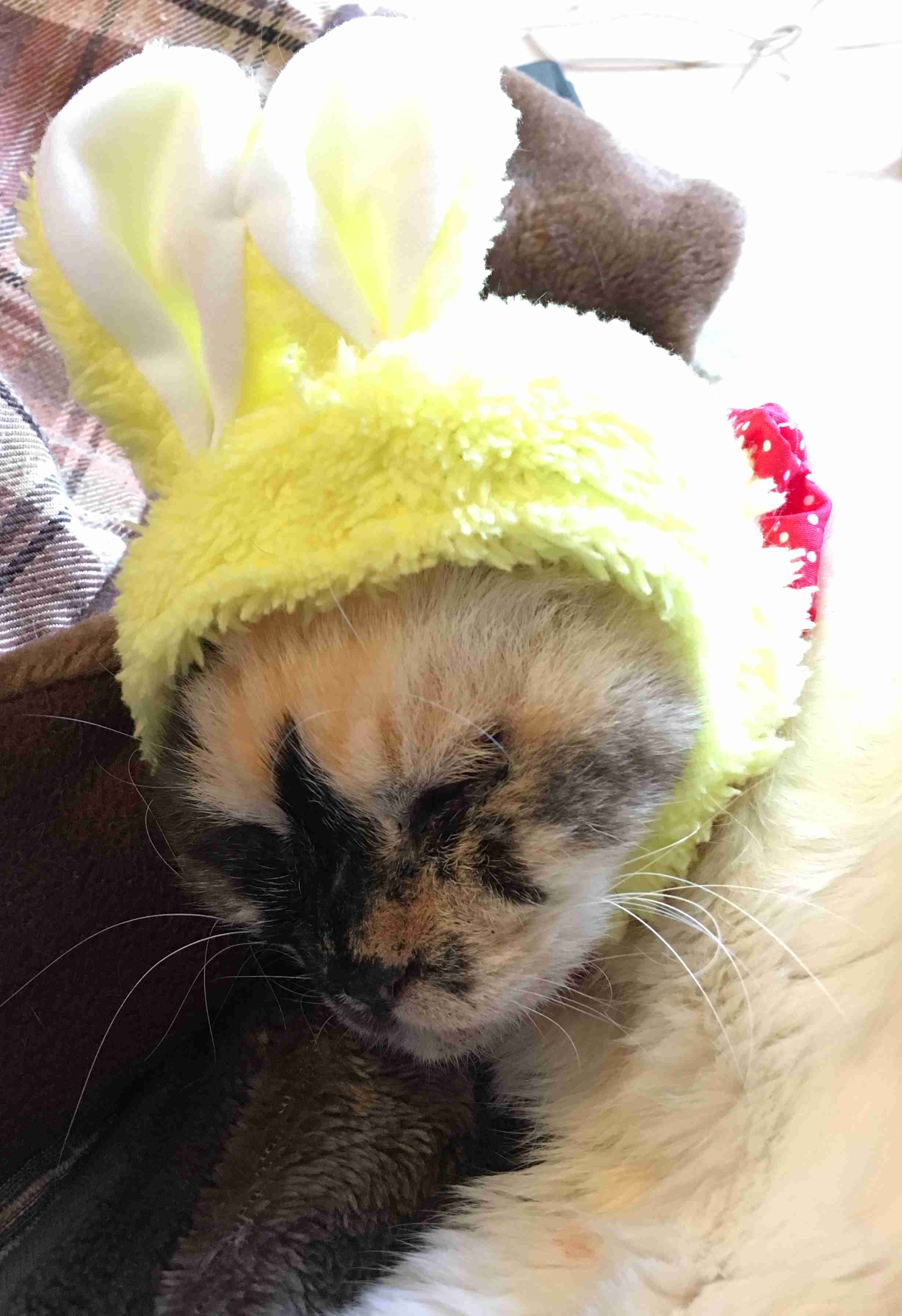 (身バレしない程度に)お宅の猫ちゃん見せてください!
