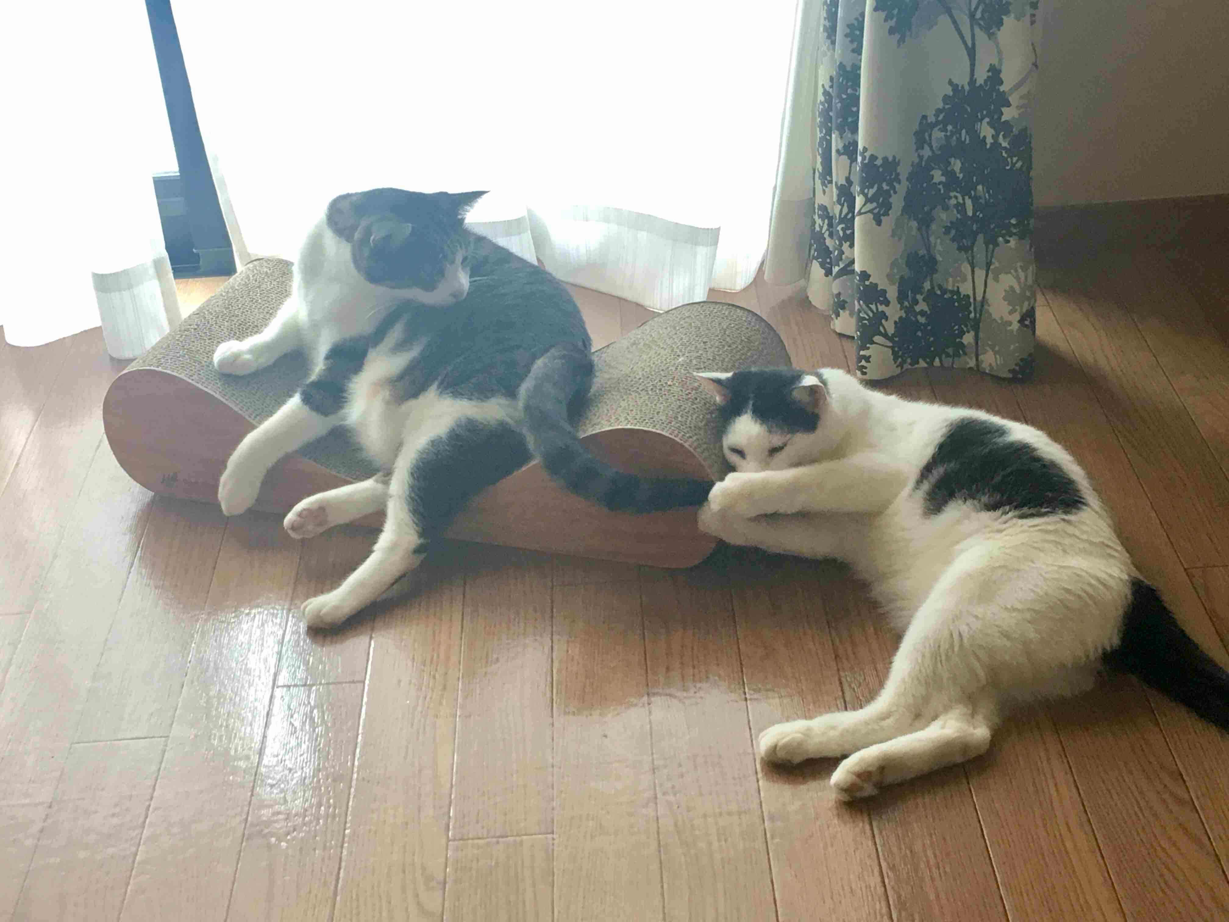 (身バレしない程度に)お宅の猫ちゃん見せてください!