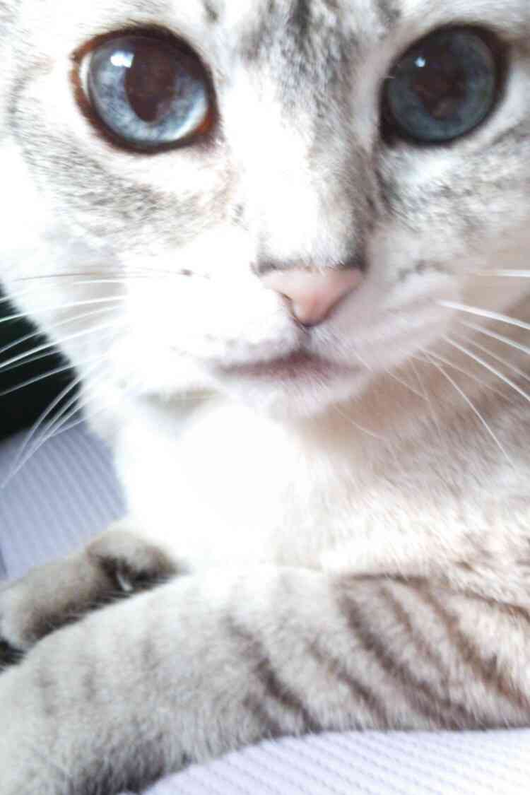 (身バレしない程度に)お宅の猫ちゃん見せてください!