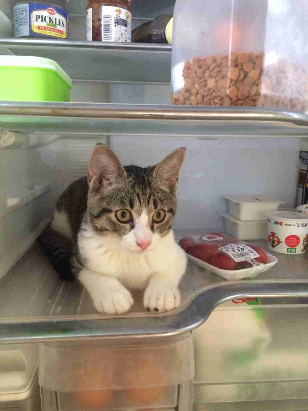 (身バレしない程度に)お宅の猫ちゃん見せてください!