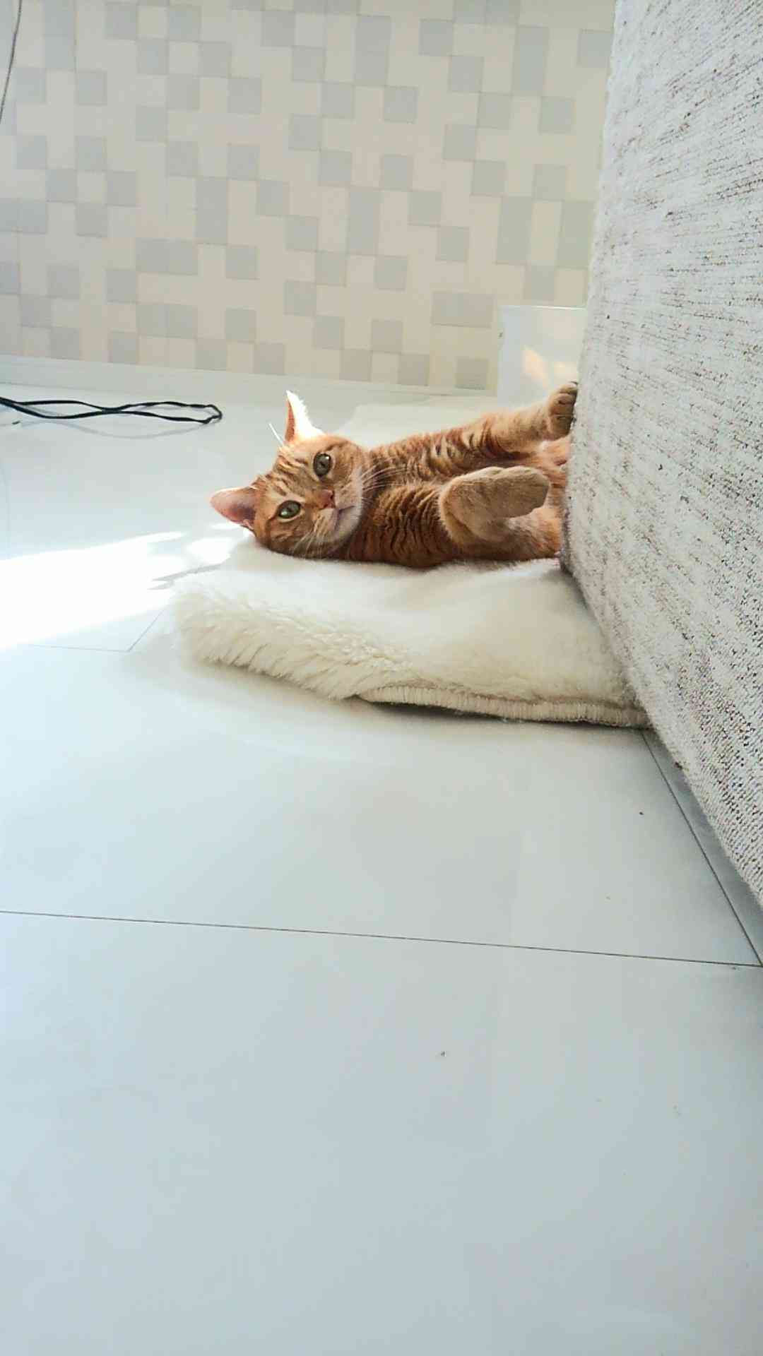 (身バレしない程度に)お宅の猫ちゃん見せてください!