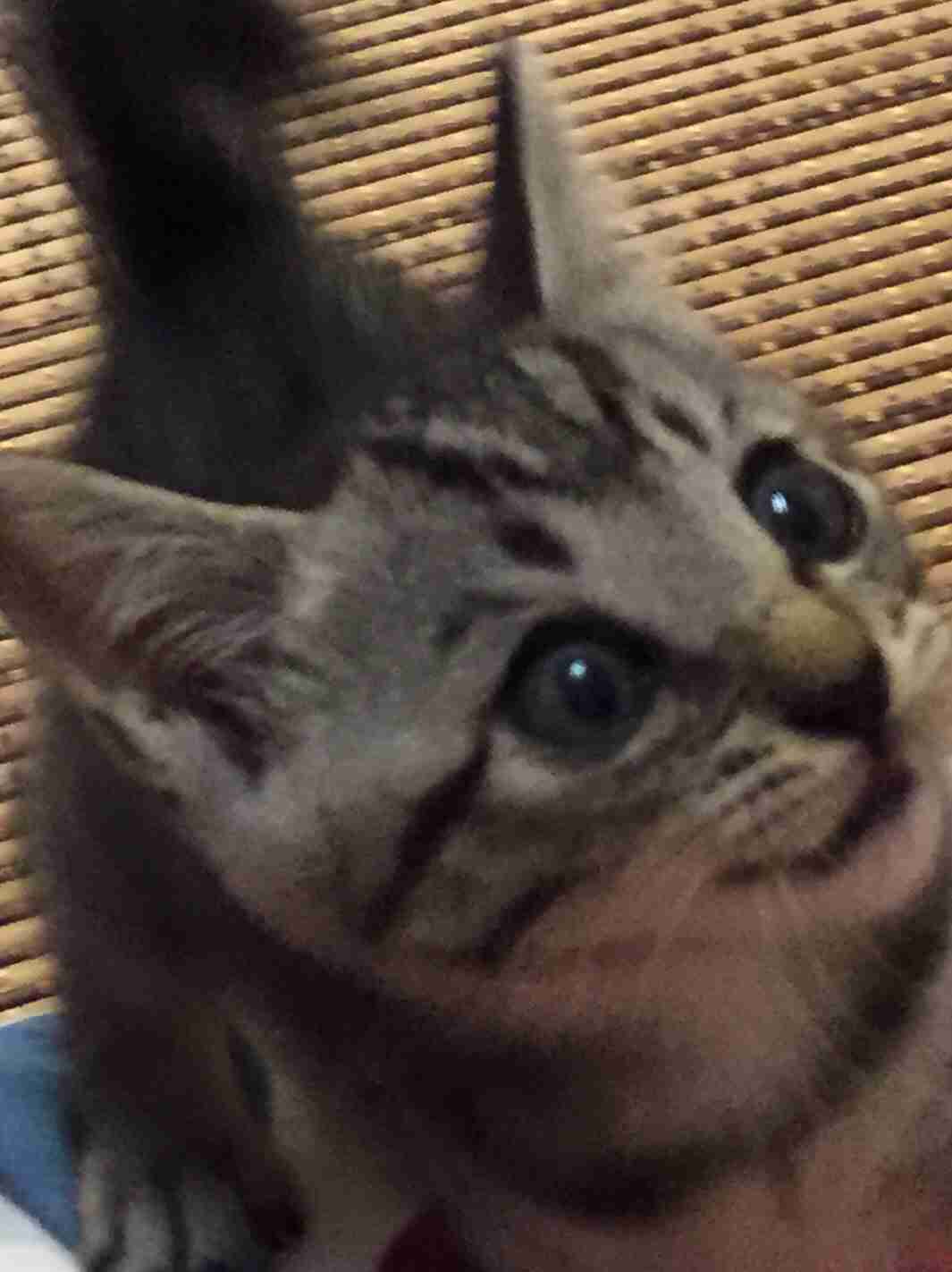 (身バレしない程度に)お宅の猫ちゃん見せてください!