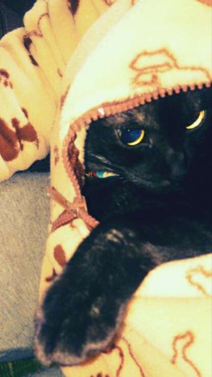 (身バレしない程度に)お宅の猫ちゃん見せてください!