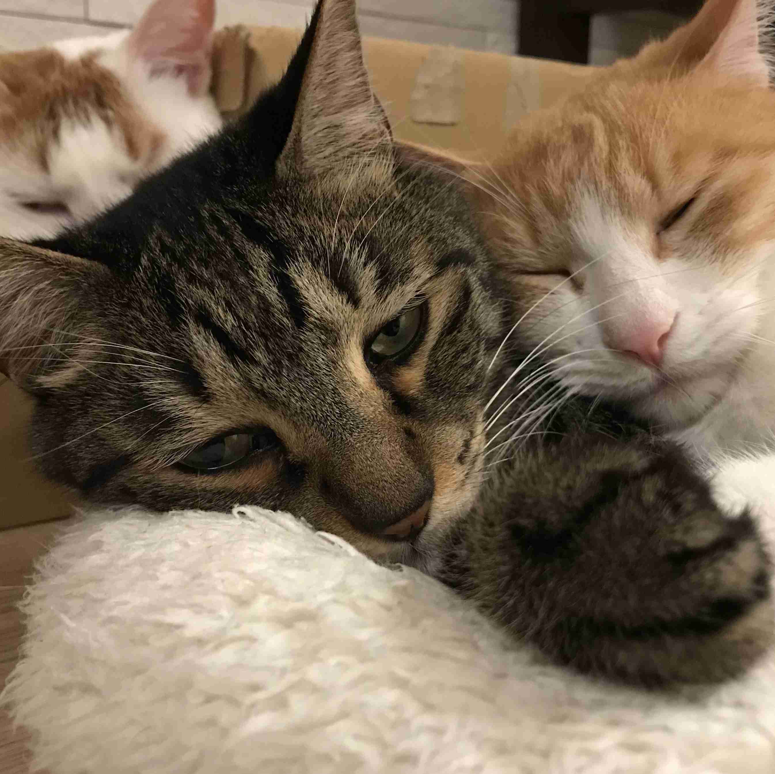 (身バレしない程度に)お宅の猫ちゃん見せてください!