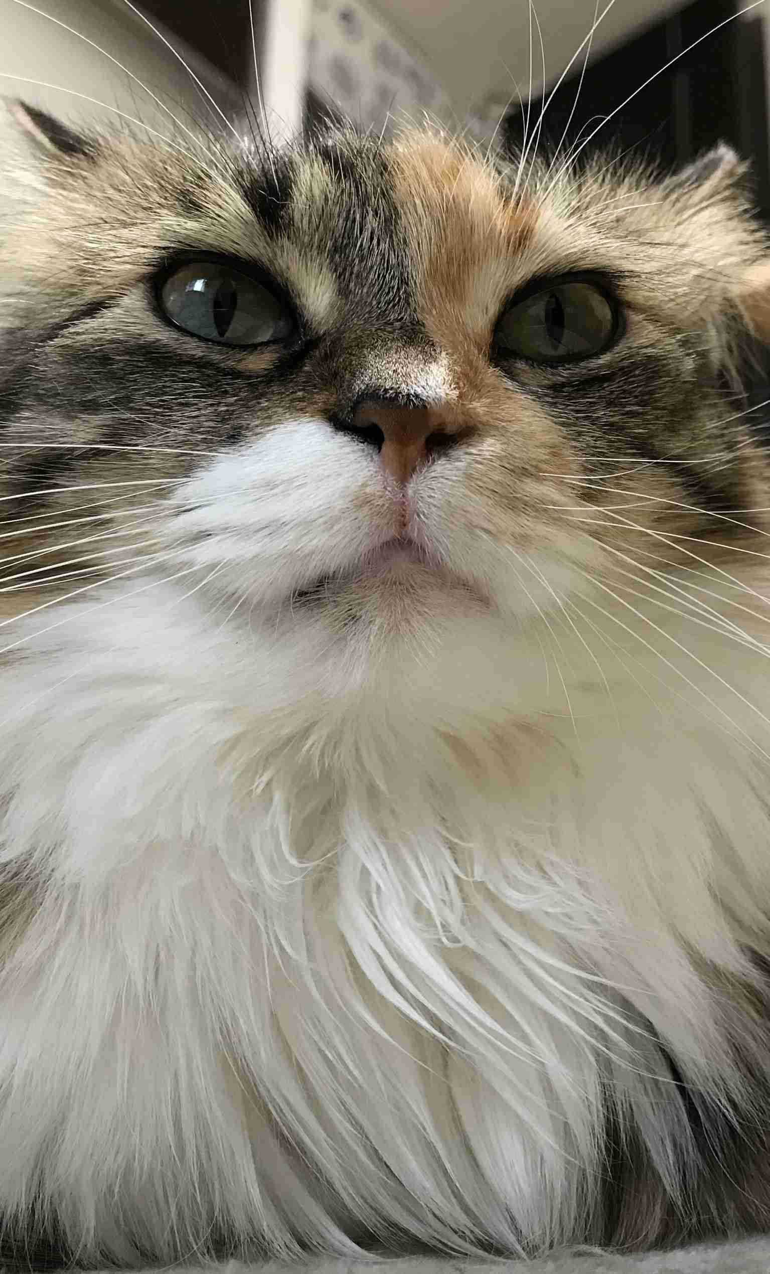 (身バレしない程度に)お宅の猫ちゃん見せてください!