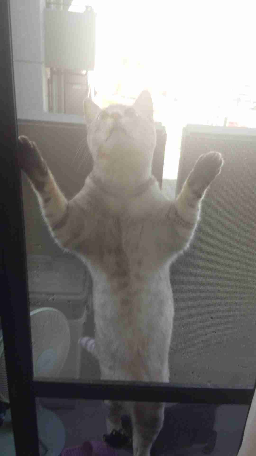 (身バレしない程度に)お宅の猫ちゃん見せてください!