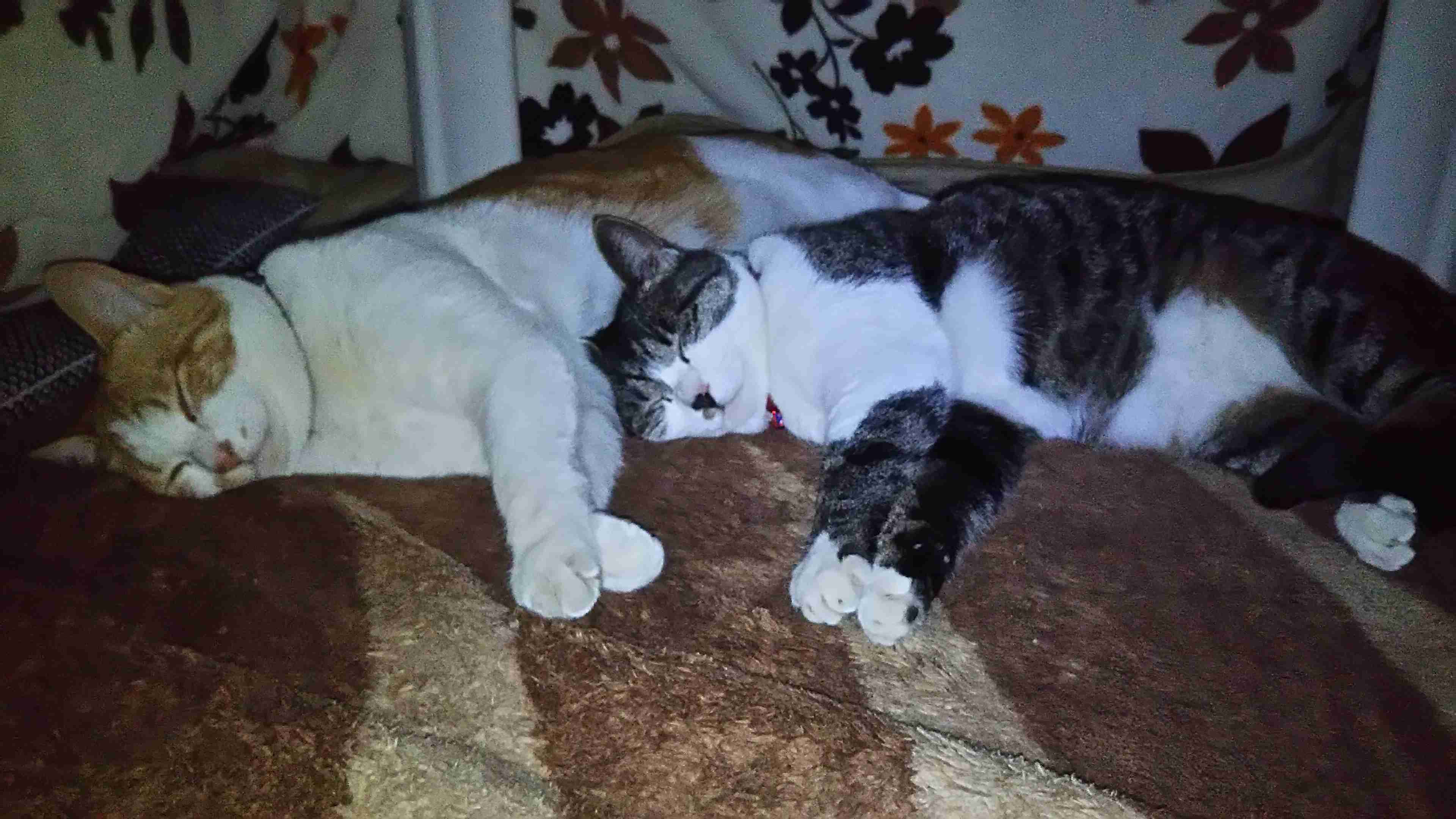 (身バレしない程度に)お宅の猫ちゃん見せてください!