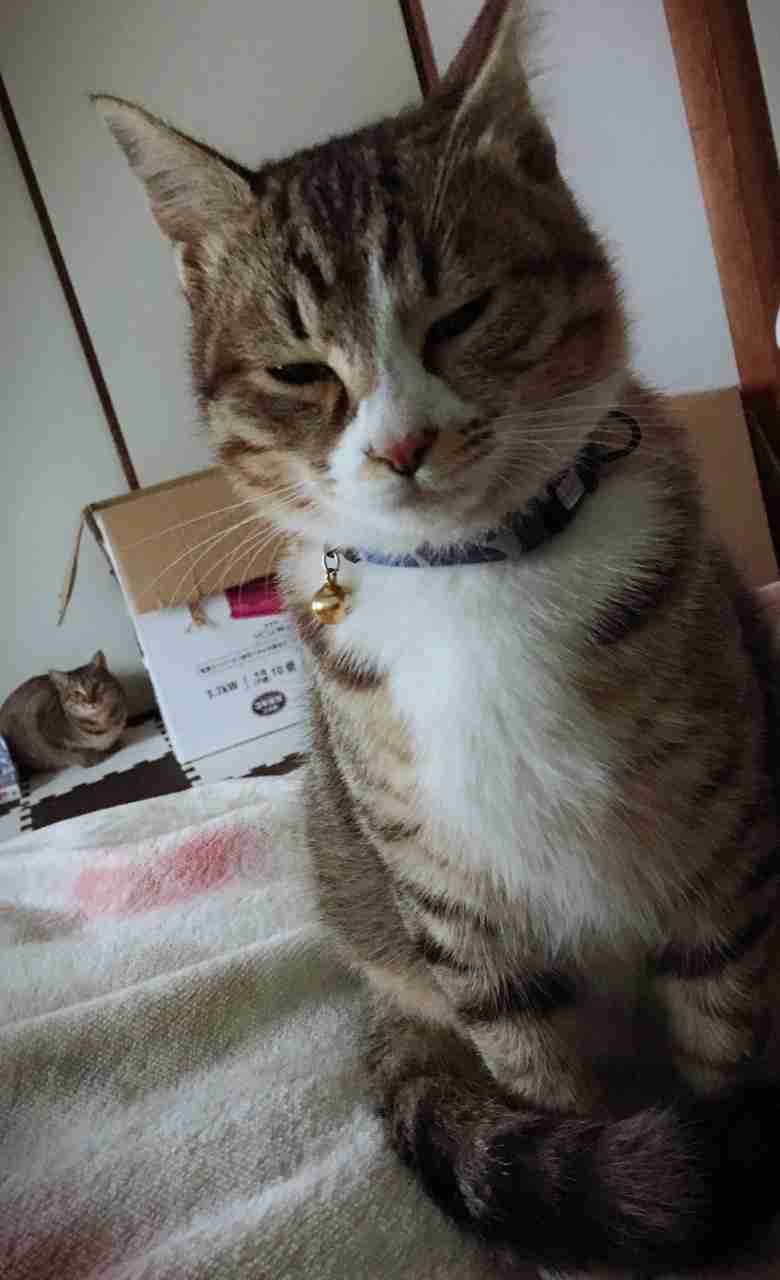 (身バレしない程度に)お宅の猫ちゃん見せてください!