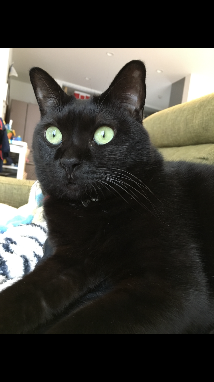 (身バレしない程度に)お宅の猫ちゃん見せてください!