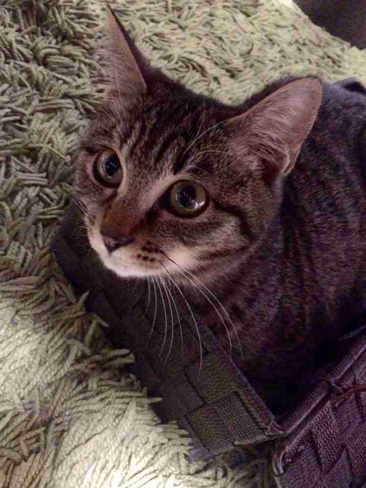 (身バレしない程度に)お宅の猫ちゃん見せてください!