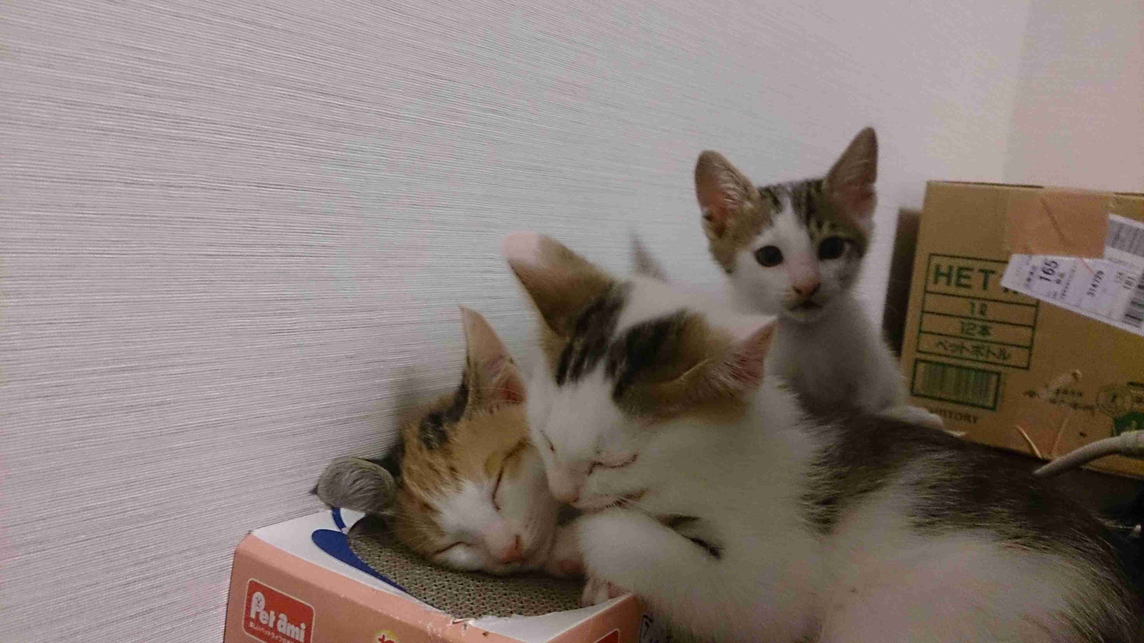(身バレしない程度に)お宅の猫ちゃん見せてください!