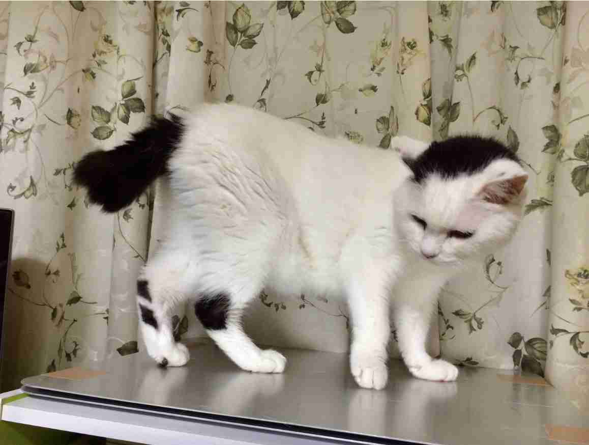 (身バレしない程度に)お宅の猫ちゃん見せてください!