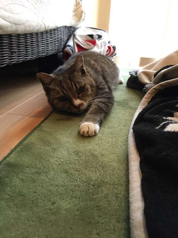 (身バレしない程度に)お宅の猫ちゃん見せてください!