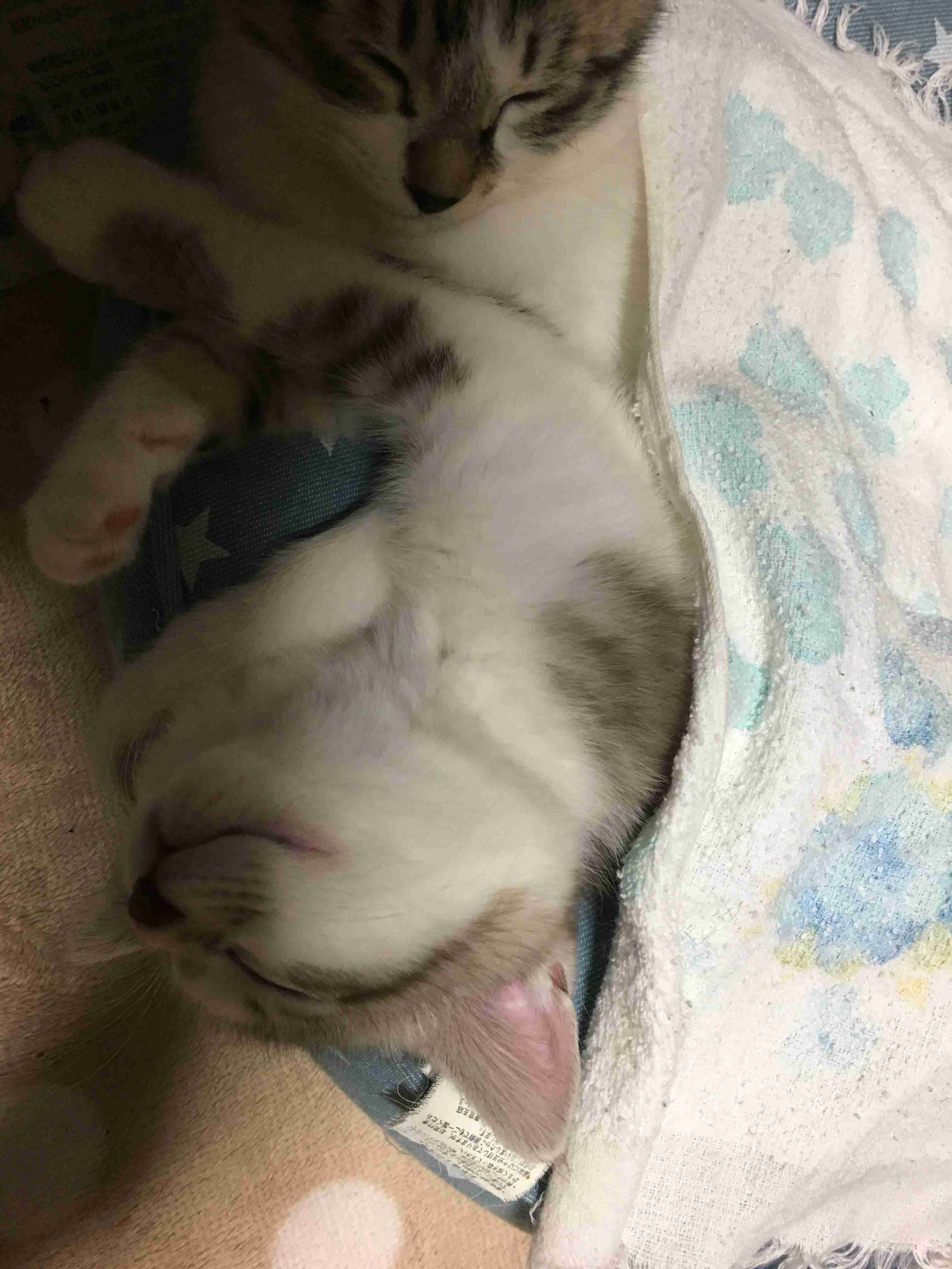 (身バレしない程度に)お宅の猫ちゃん見せてください!