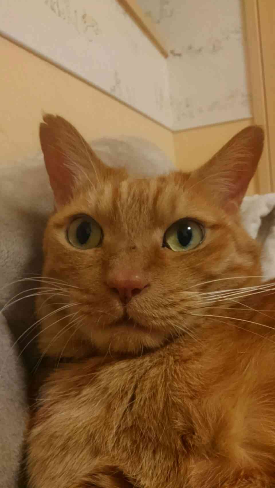 (身バレしない程度に)お宅の猫ちゃん見せてください!