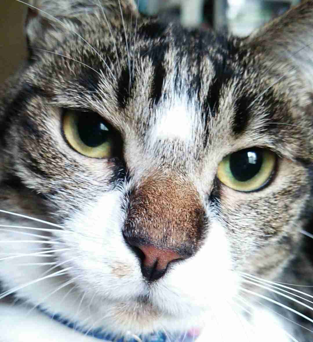 (身バレしない程度に)お宅の猫ちゃん見せてください!