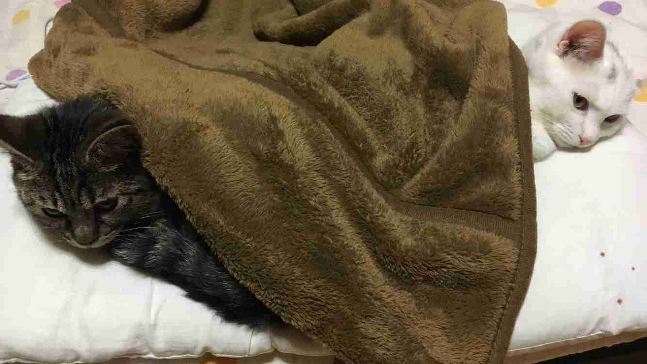 (身バレしない程度に)お宅の猫ちゃん見せてください!
