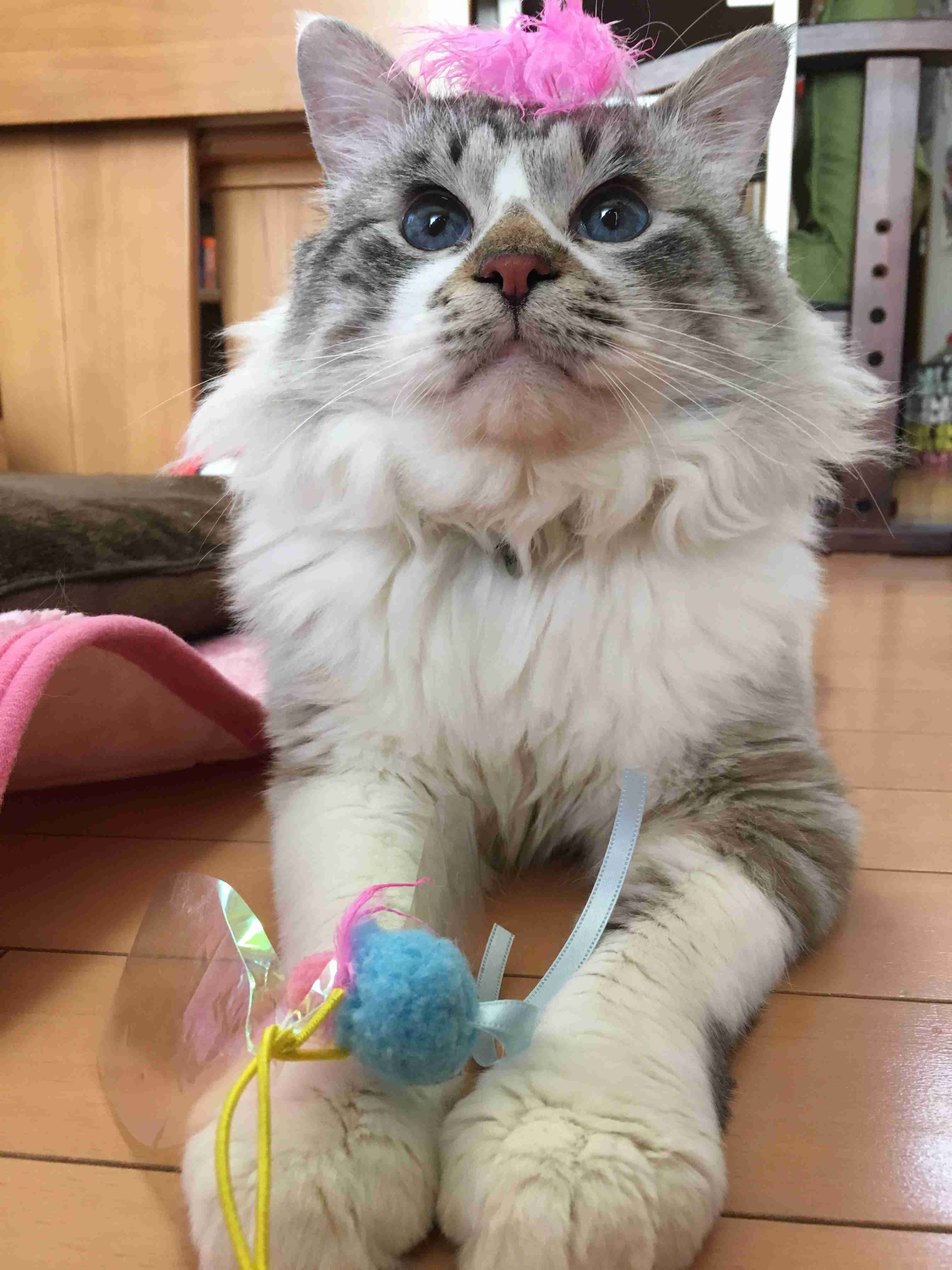 (身バレしない程度に)お宅の猫ちゃん見せてください!