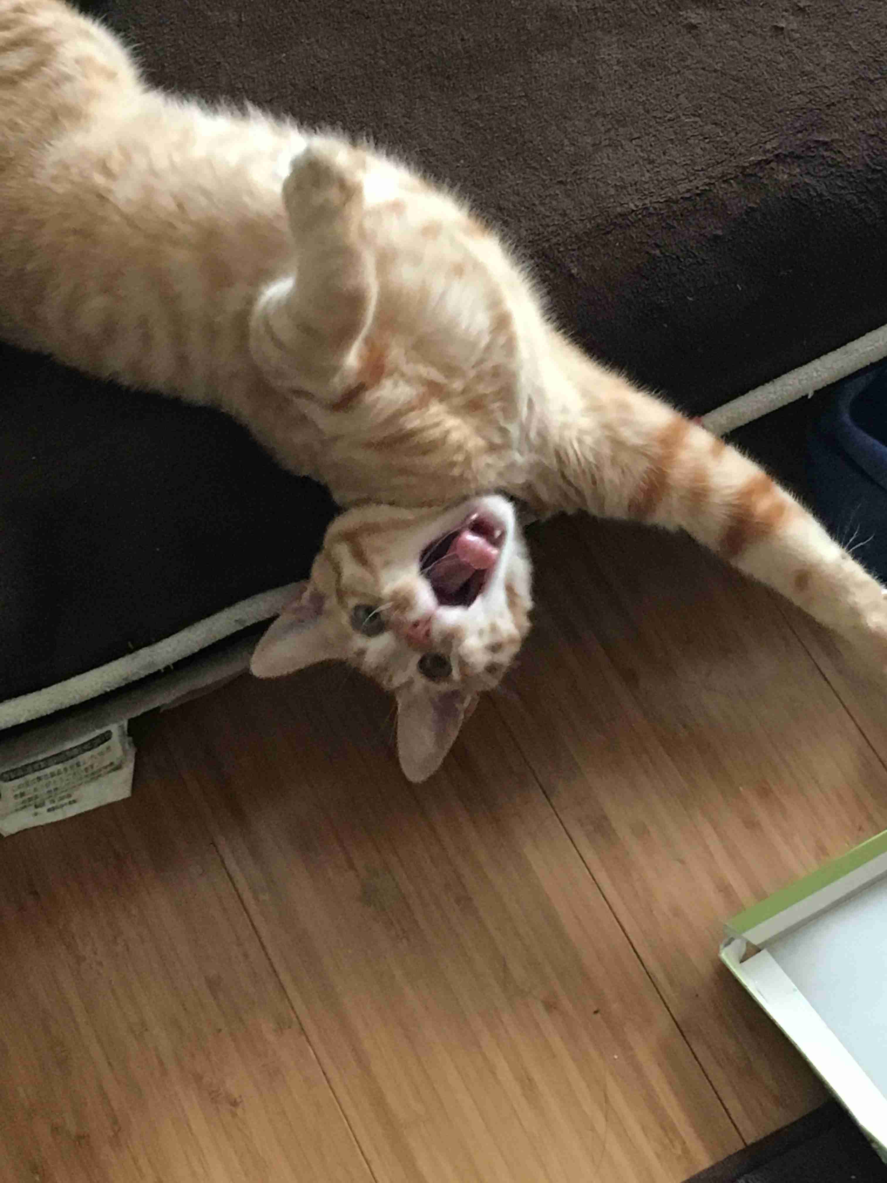 (身バレしない程度に)お宅の猫ちゃん見せてください!