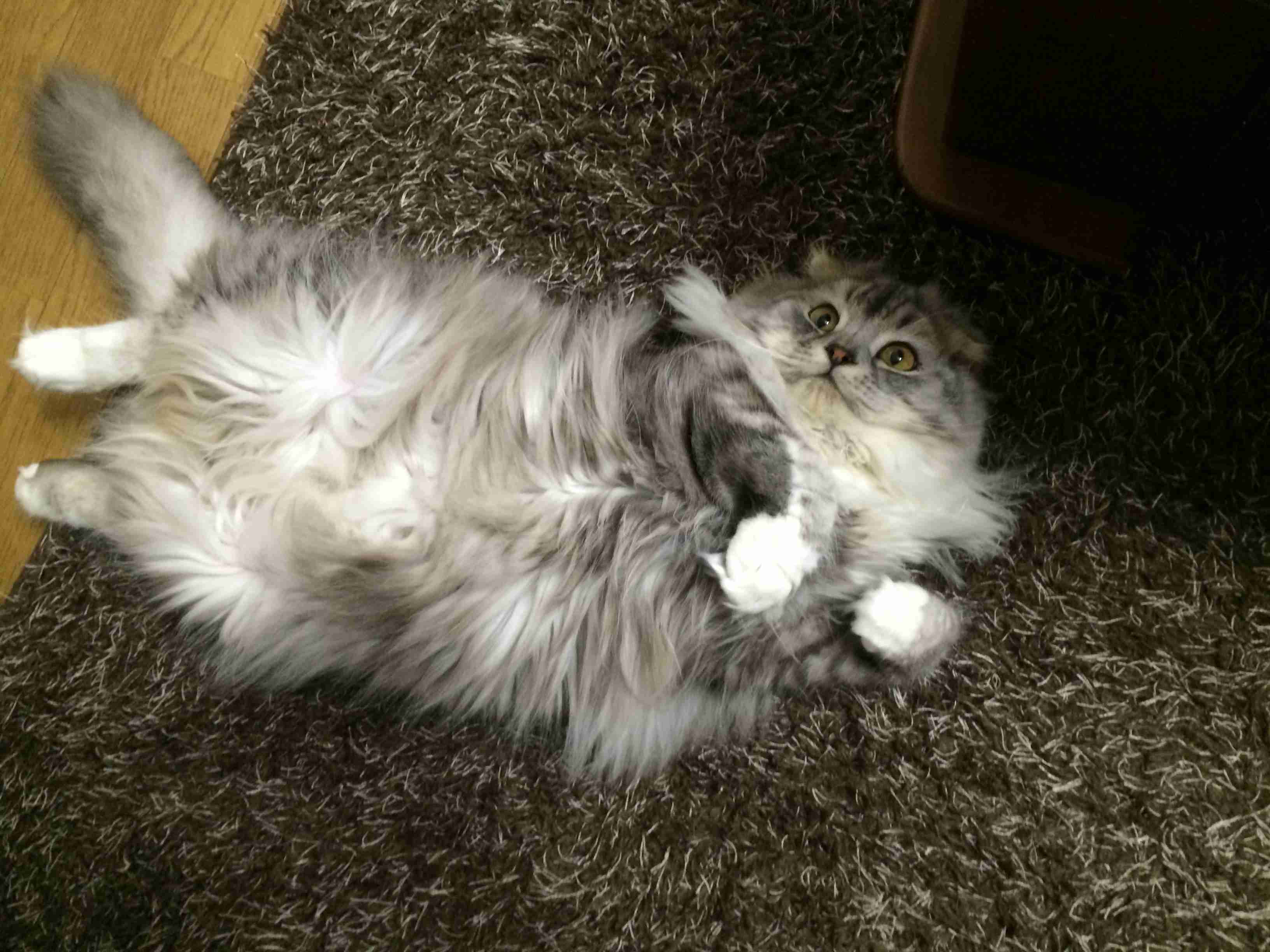 (身バレしない程度に)お宅の猫ちゃん見せてください!