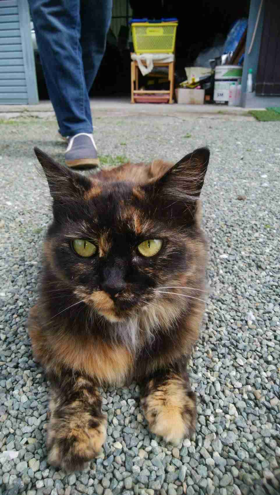 (身バレしない程度に)お宅の猫ちゃん見せてください!