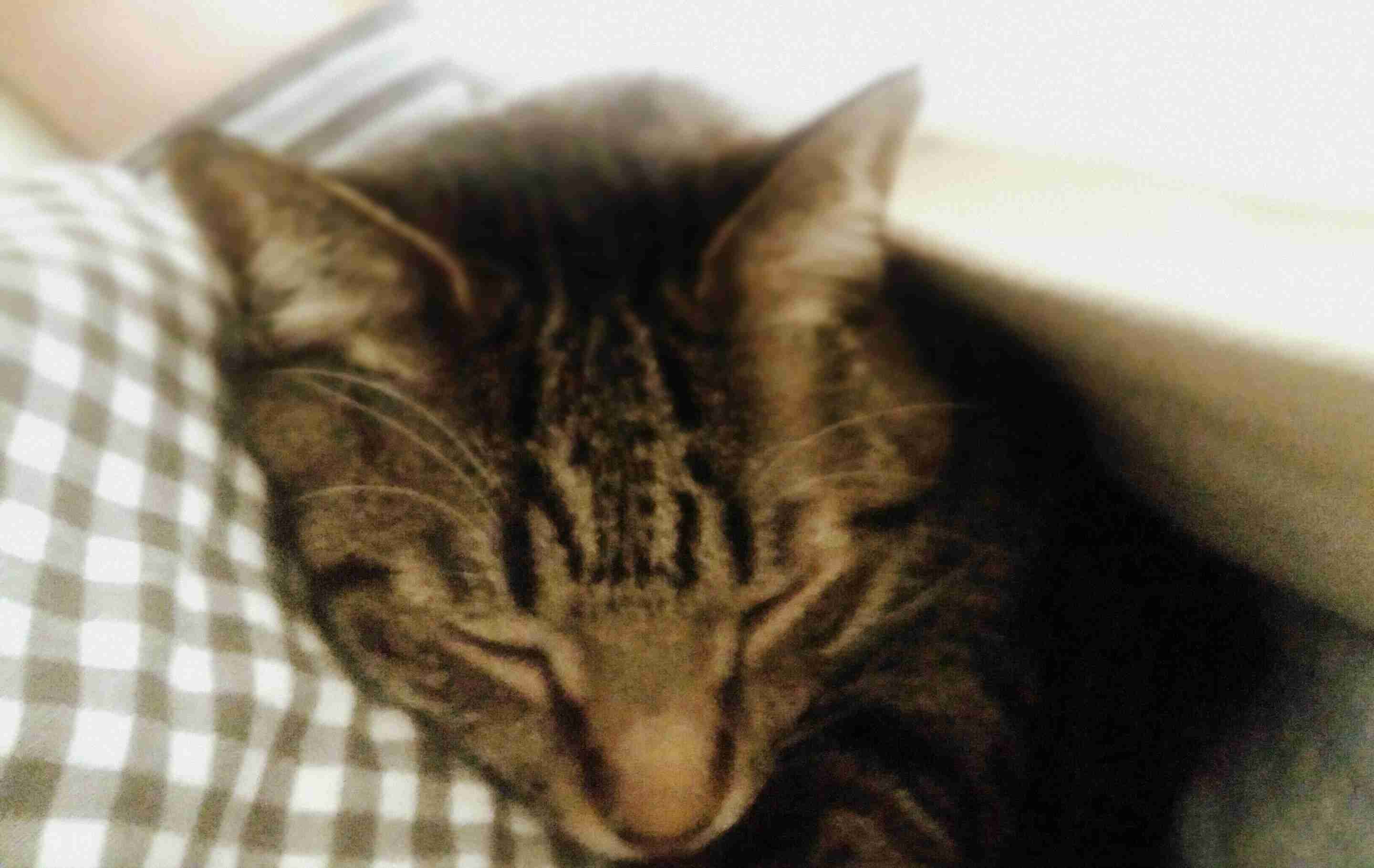 (身バレしない程度に)お宅の猫ちゃん見せてください!