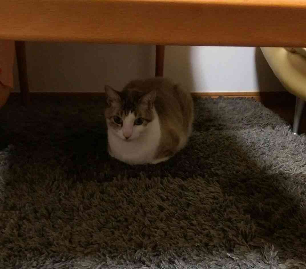 (身バレしない程度に)お宅の猫ちゃん見せてください!