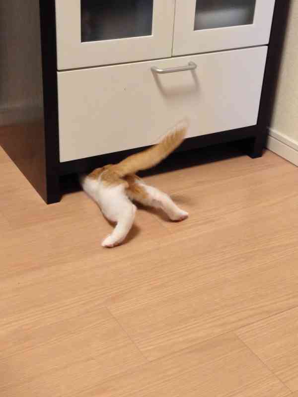 (身バレしない程度に)お宅の猫ちゃん見せてください!