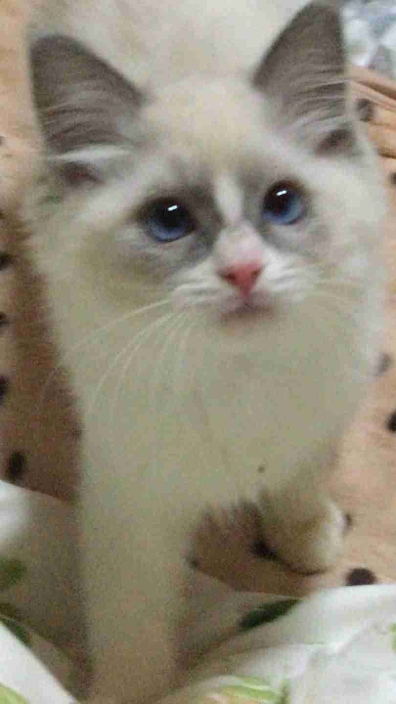 (身バレしない程度に)お宅の猫ちゃん見せてください!