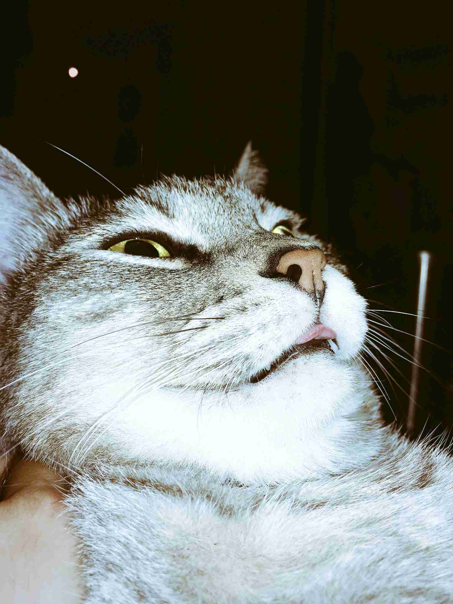 (身バレしない程度に)お宅の猫ちゃん見せてください!