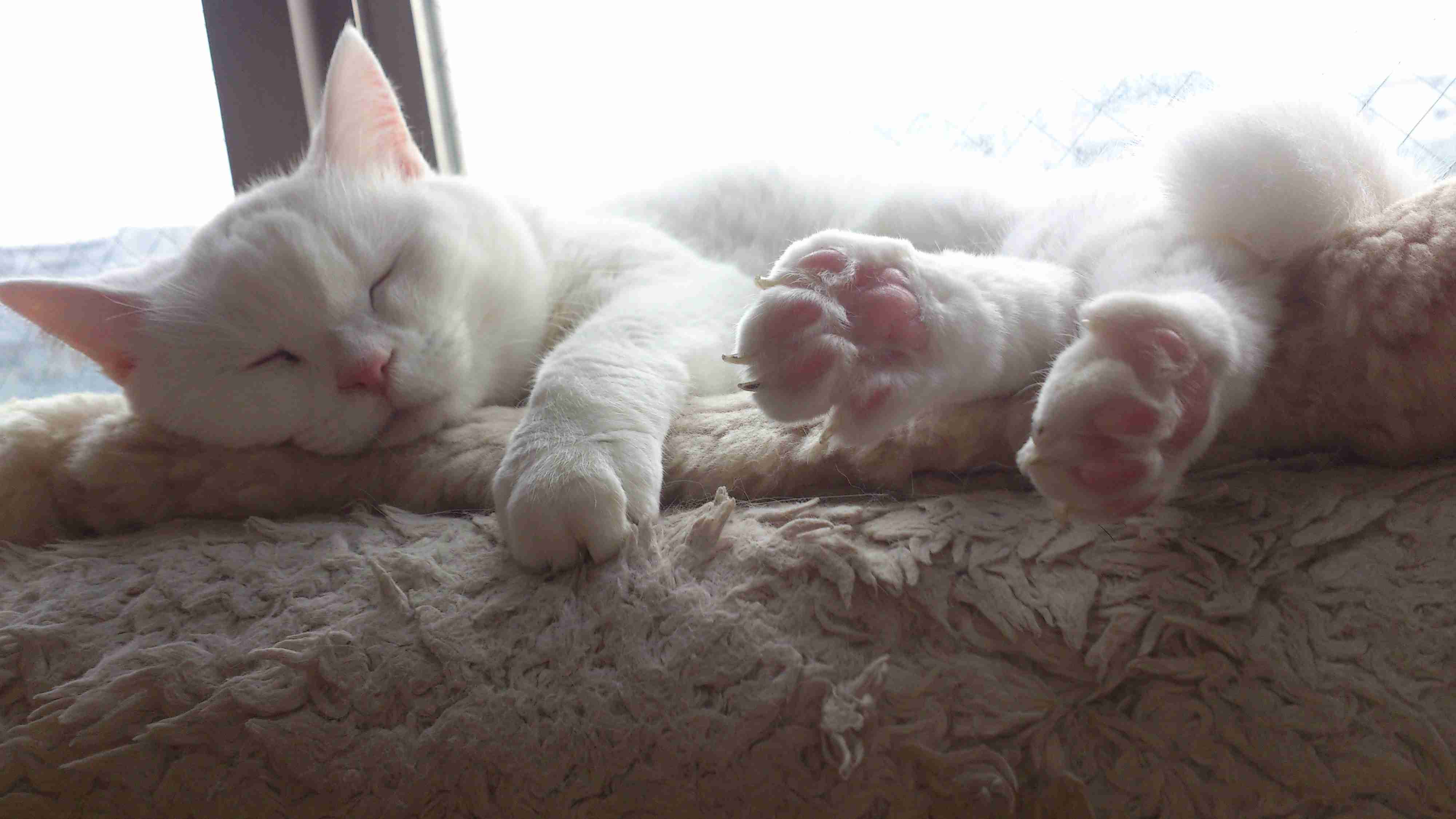 (身バレしない程度に)お宅の猫ちゃん見せてください!