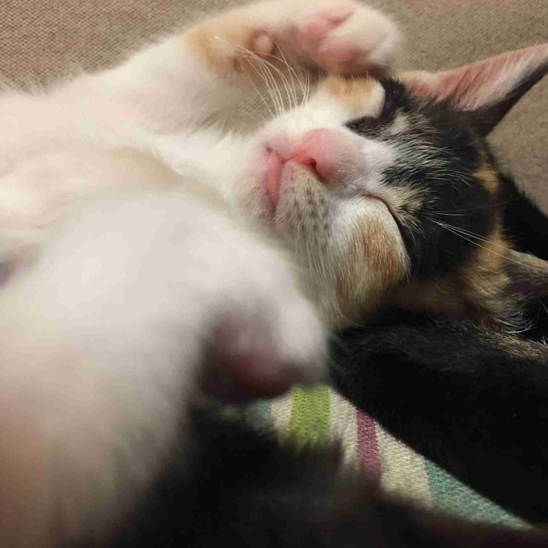 (身バレしない程度に)お宅の猫ちゃん見せてください!