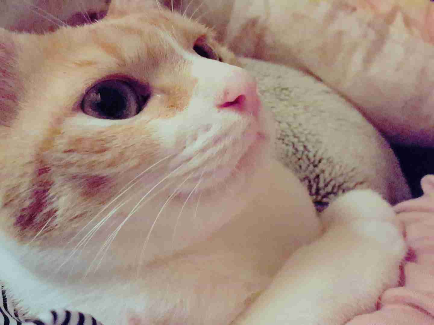 (身バレしない程度に)お宅の猫ちゃん見せてください!