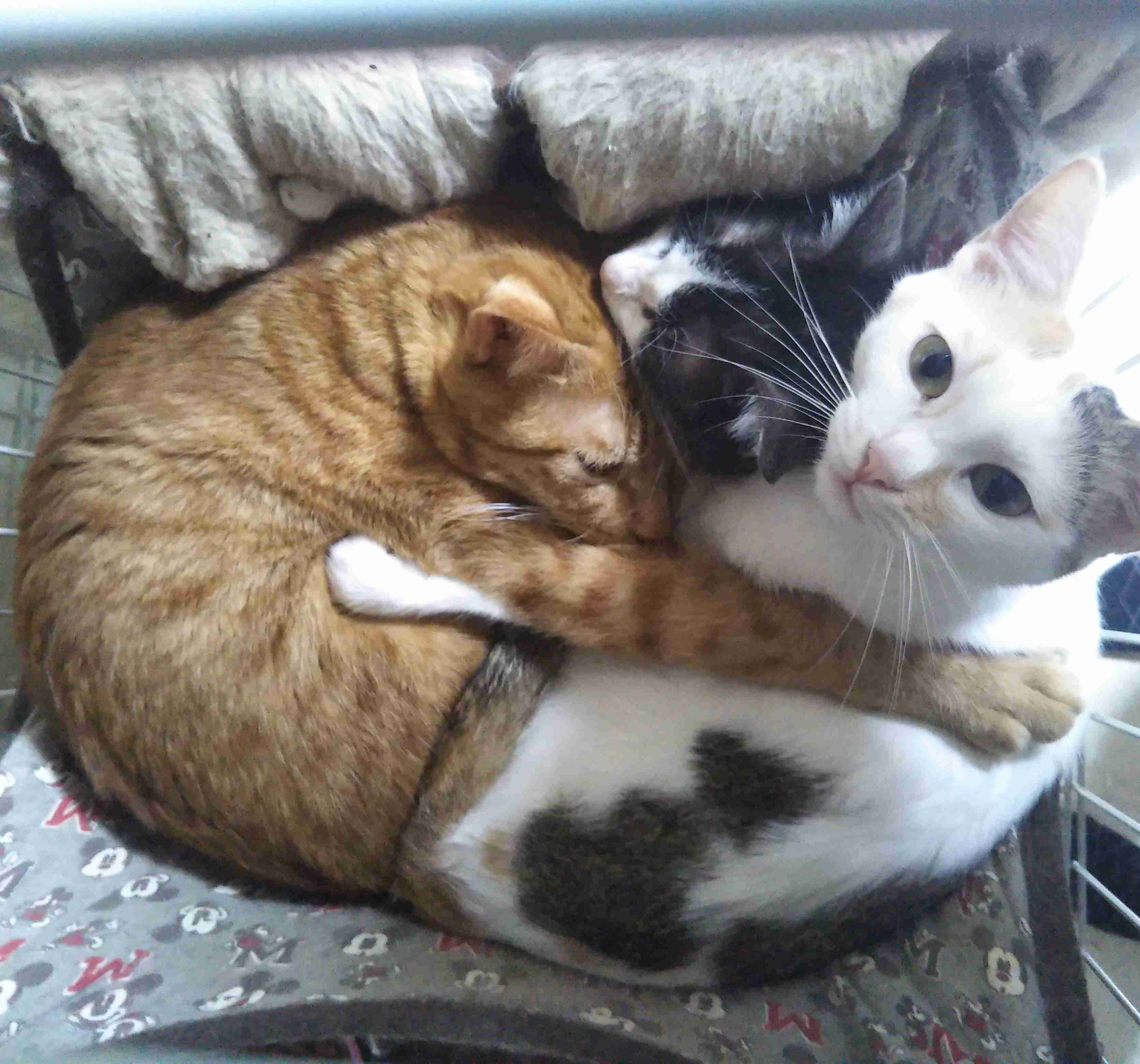 (身バレしない程度に)お宅の猫ちゃん見せてください!
