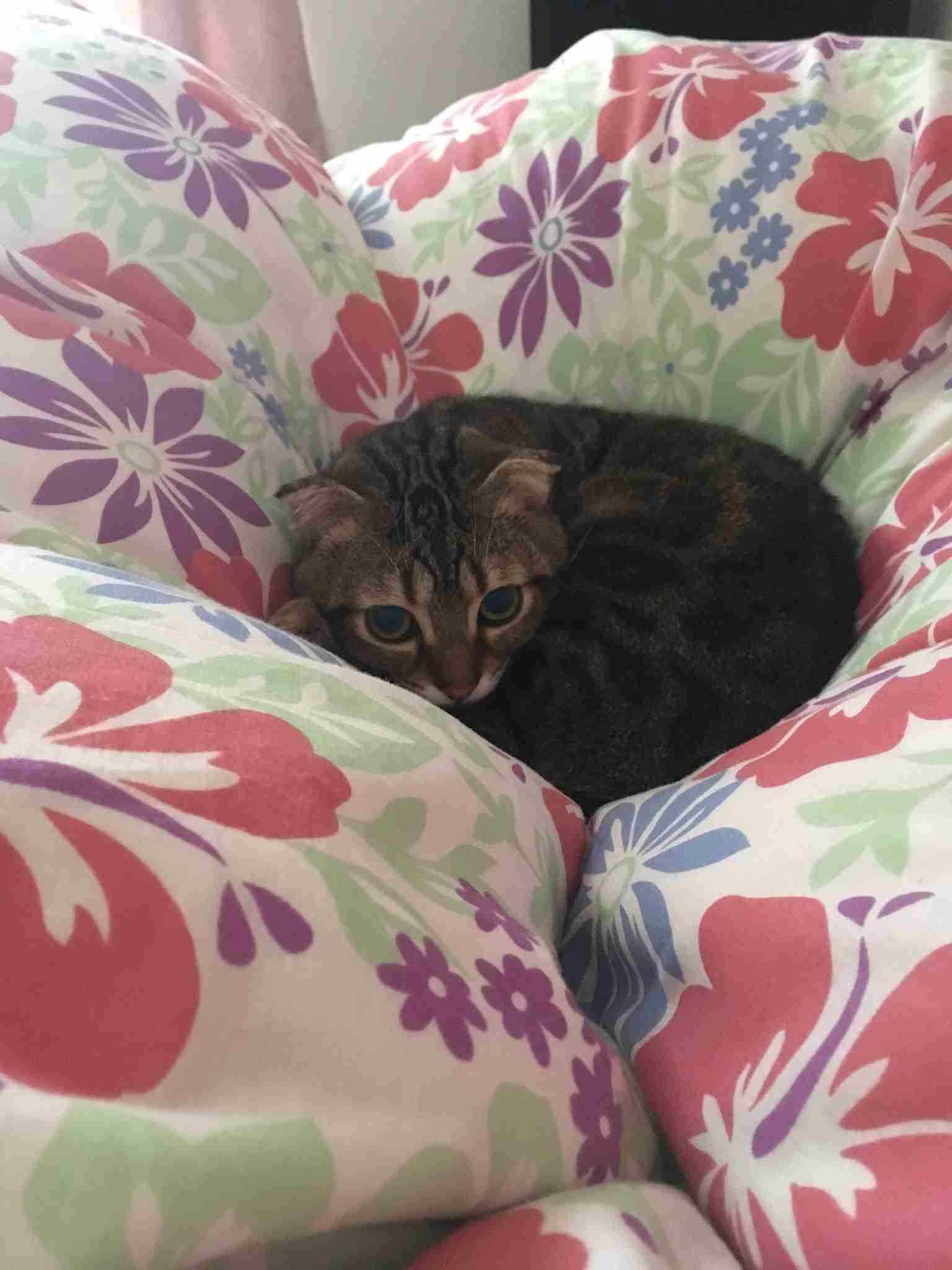 (身バレしない程度に)お宅の猫ちゃん見せてください!