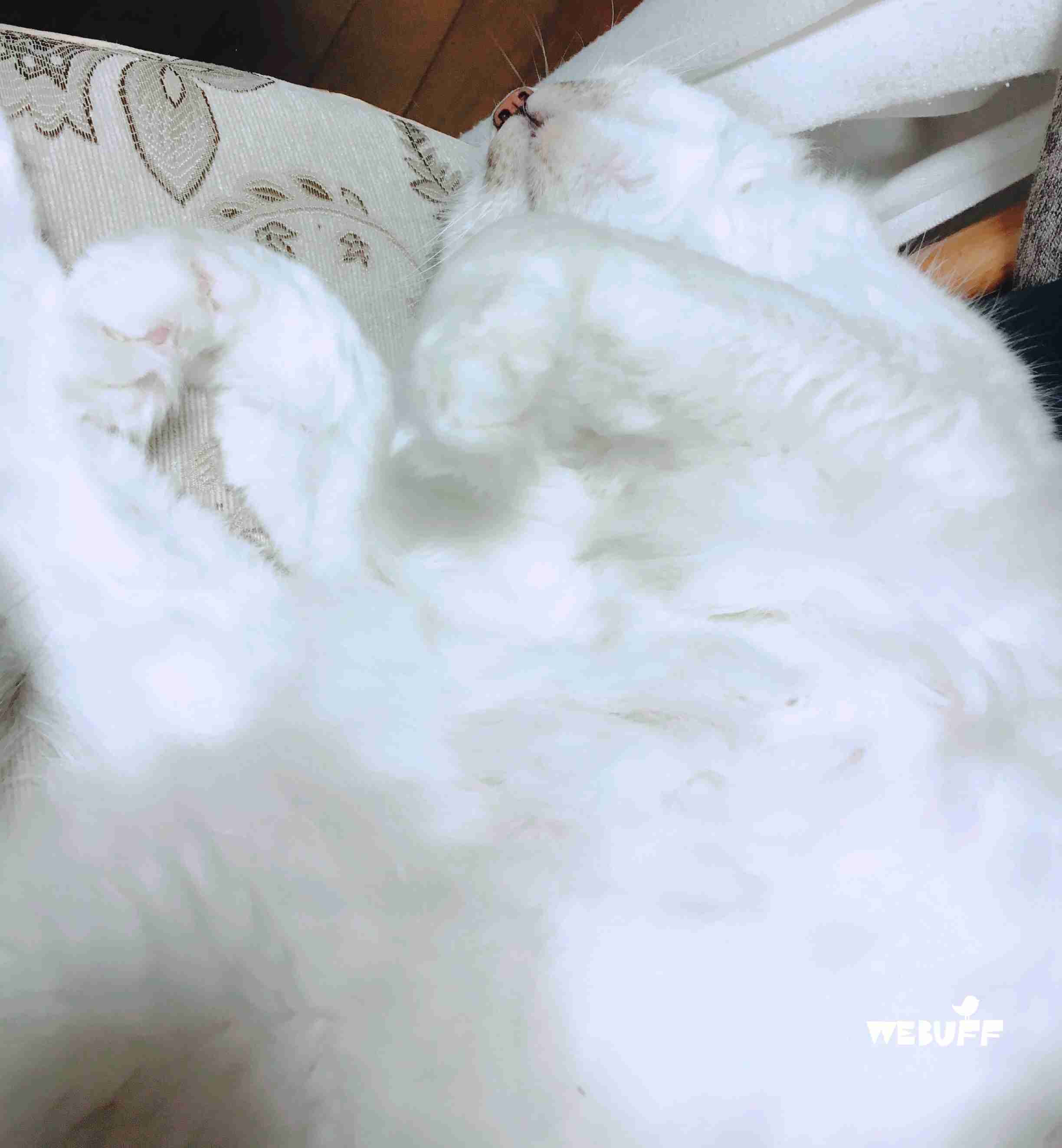 (身バレしない程度に)お宅の猫ちゃん見せてください!