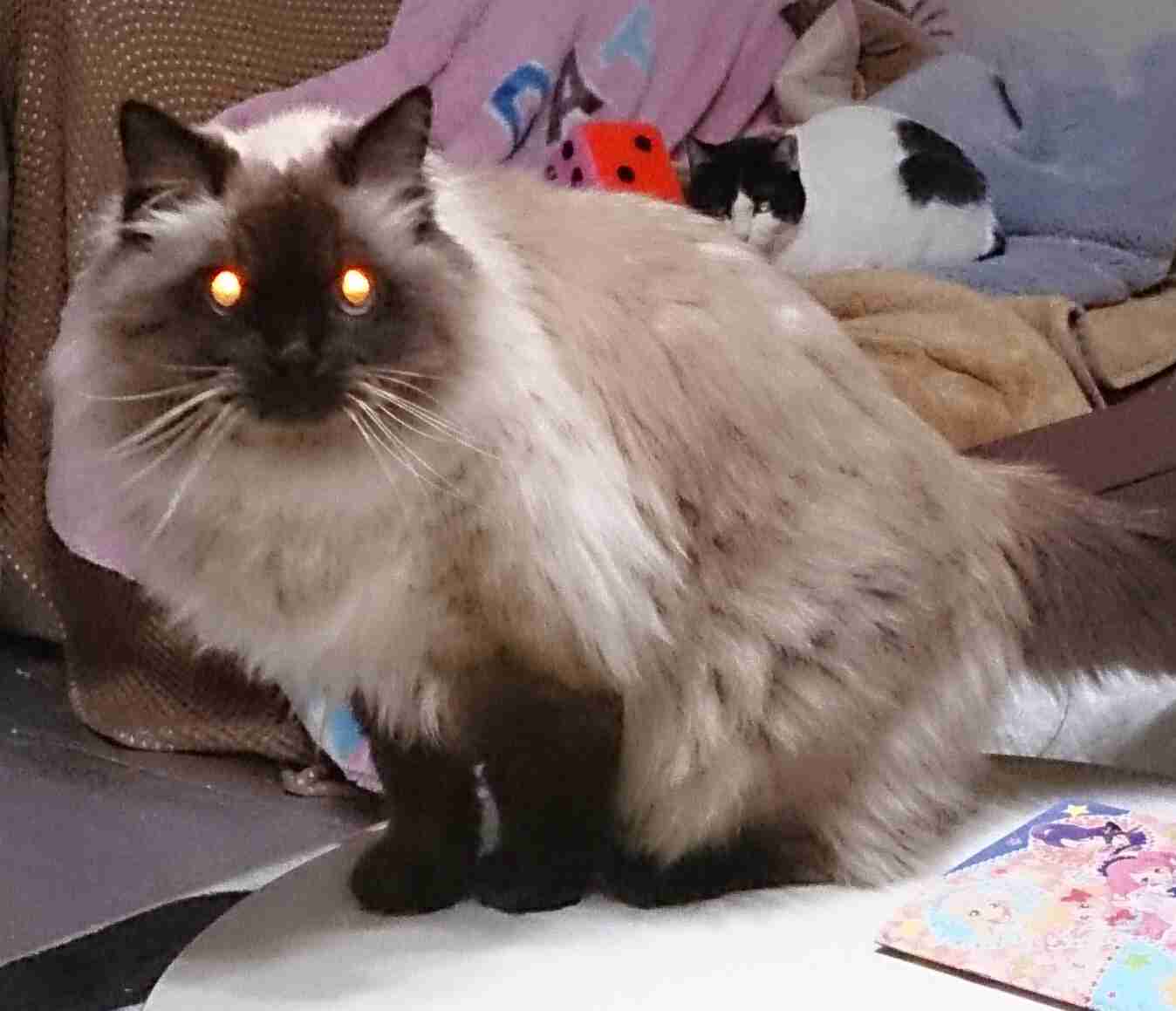 (身バレしない程度に)お宅の猫ちゃん見せてください!