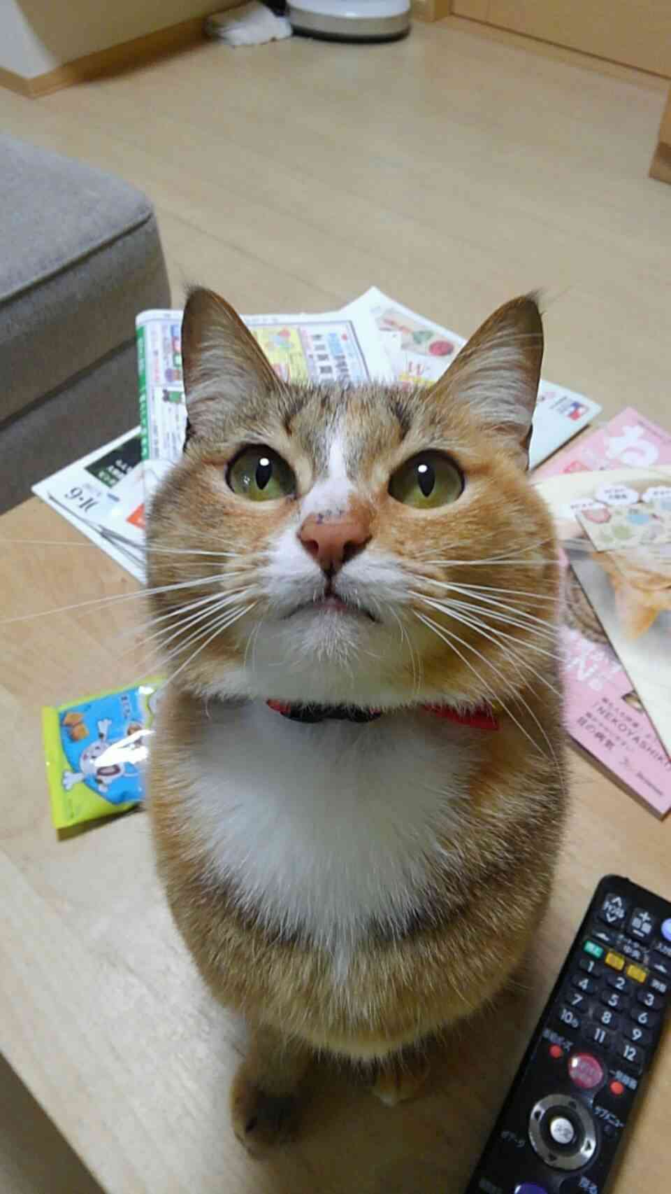 (身バレしない程度に)お宅の猫ちゃん見せてください!