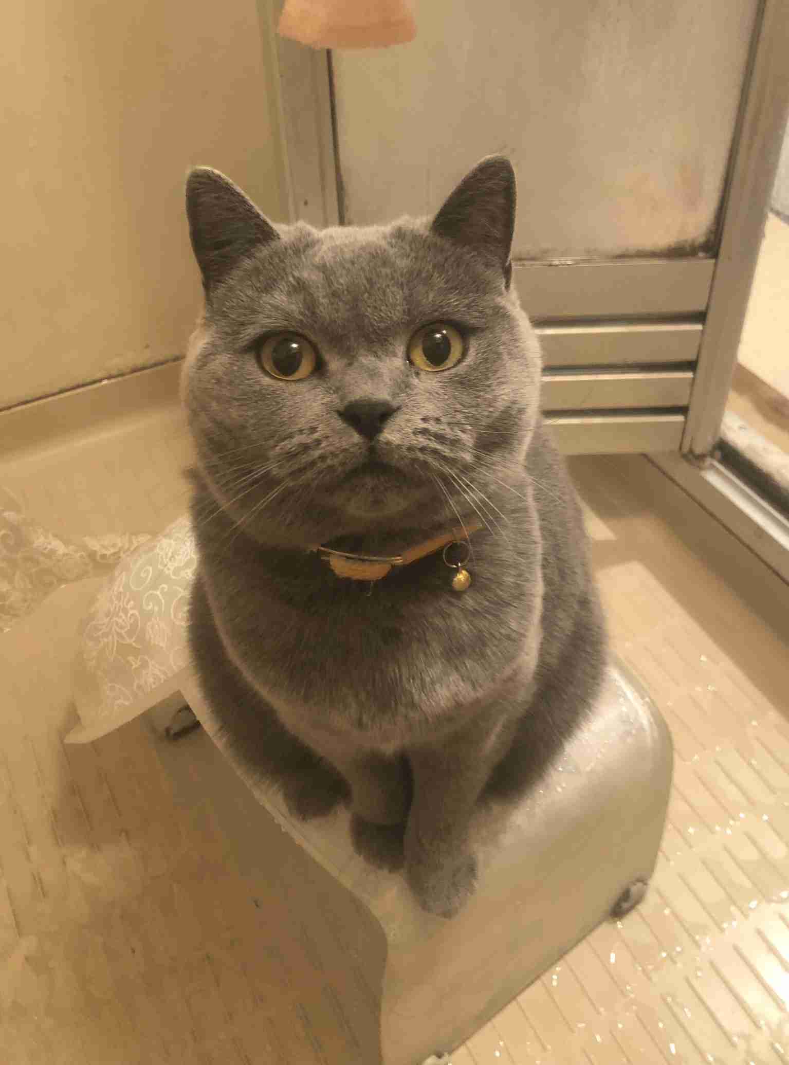 (身バレしない程度に)お宅の猫ちゃん見せてください!