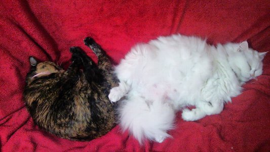 (身バレしない程度に)お宅の猫ちゃん見せてください!