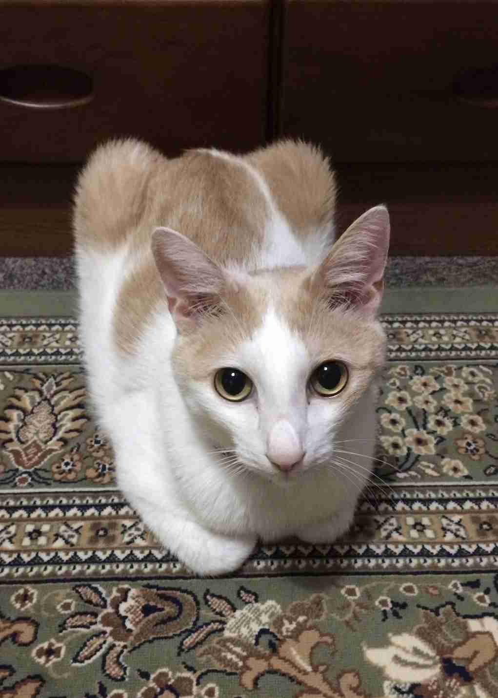 (身バレしない程度に)お宅の猫ちゃん見せてください!