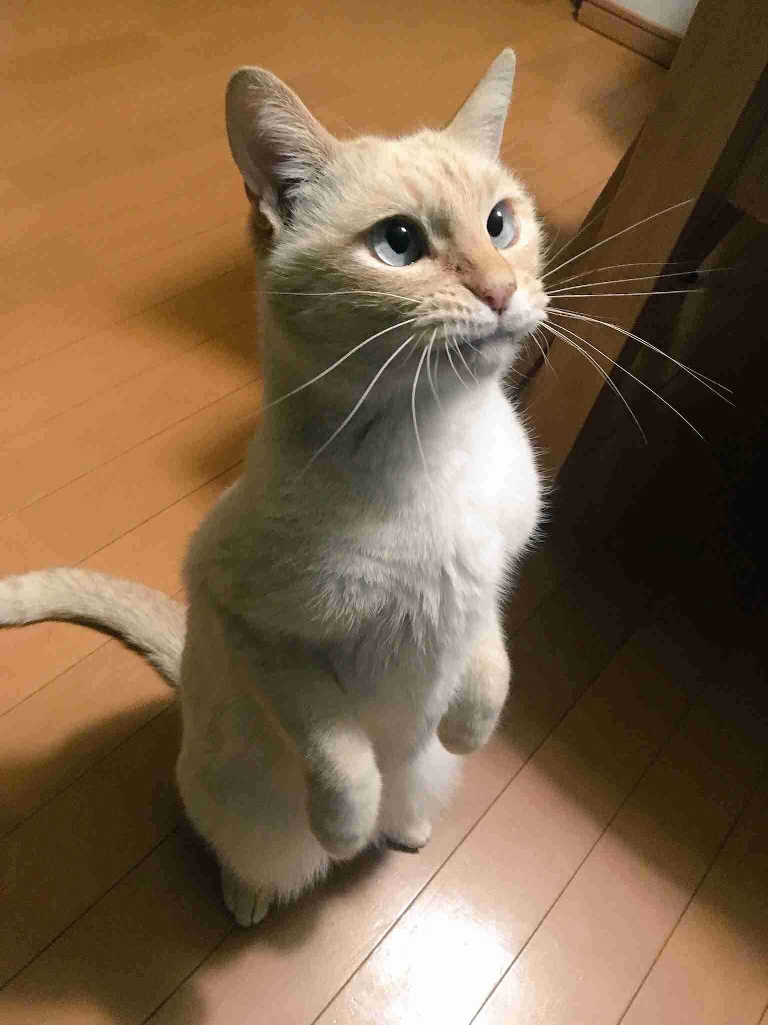 (身バレしない程度に)お宅の猫ちゃん見せてください!
