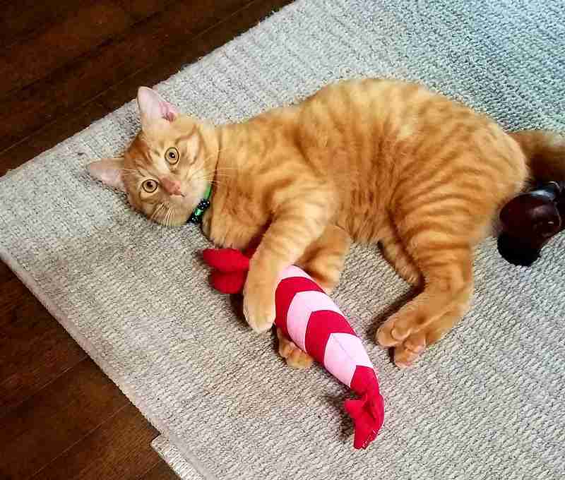 (身バレしない程度に)お宅の猫ちゃん見せてください!