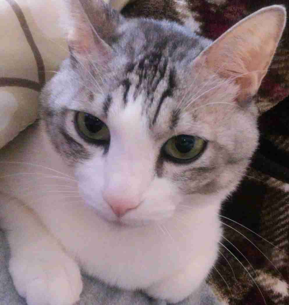 (身バレしない程度に)お宅の猫ちゃん見せてください!