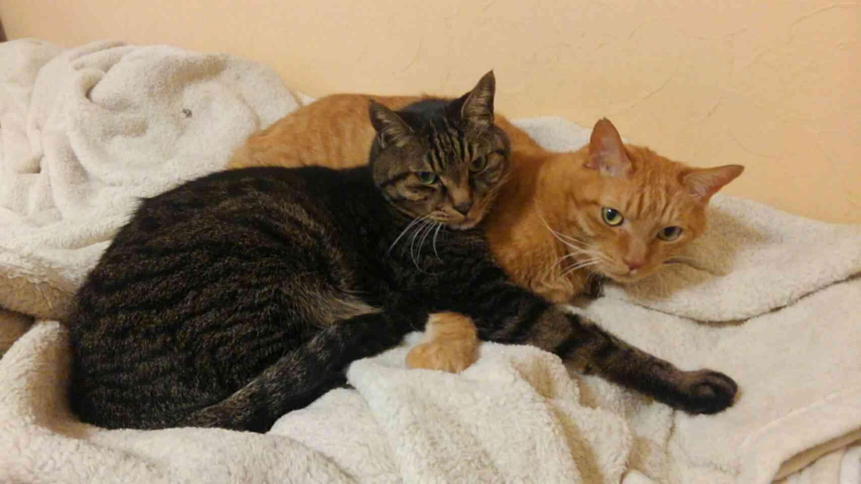 (身バレしない程度に)お宅の猫ちゃん見せてください!