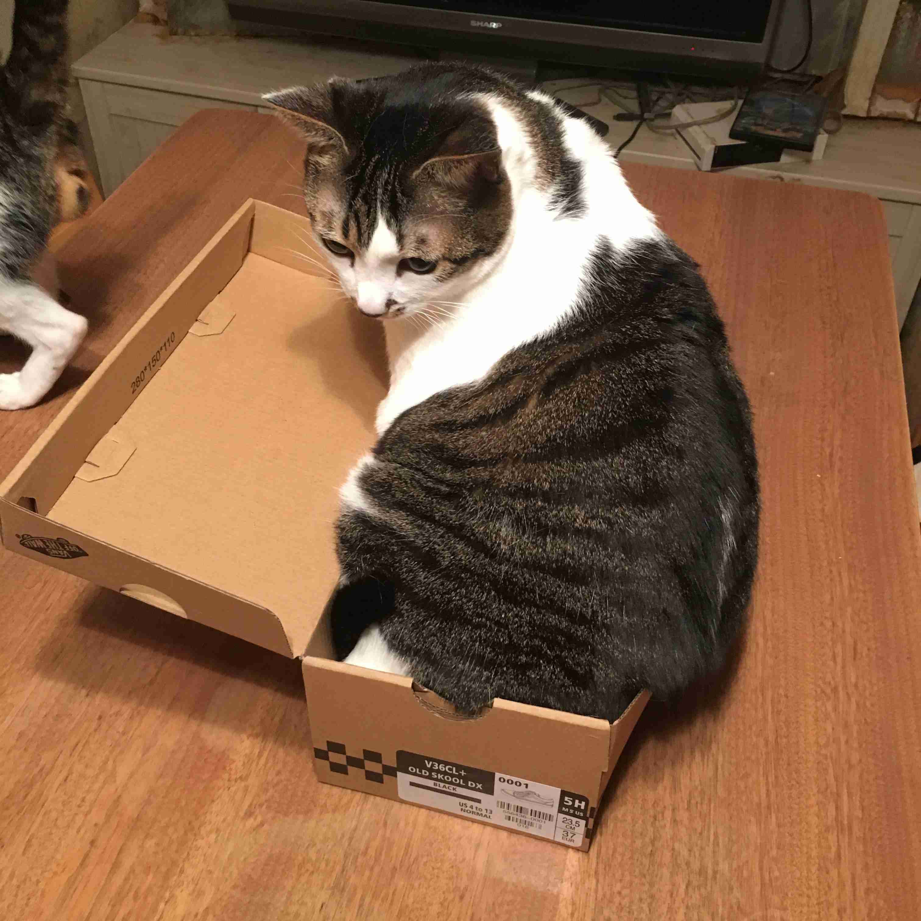 (身バレしない程度に)お宅の猫ちゃん見せてください!
