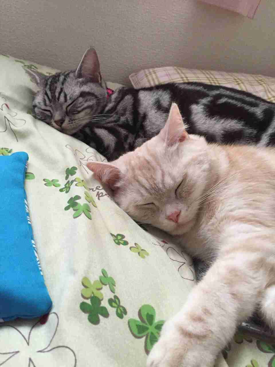 (身バレしない程度に)お宅の猫ちゃん見せてください!