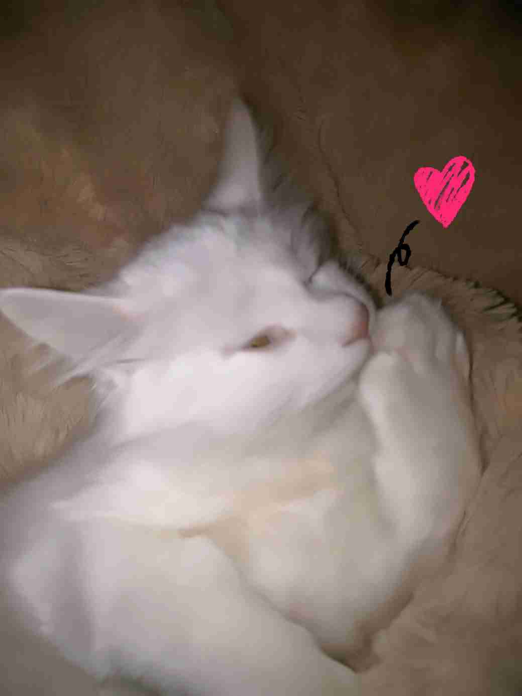 (身バレしない程度に)お宅の猫ちゃん見せてください!