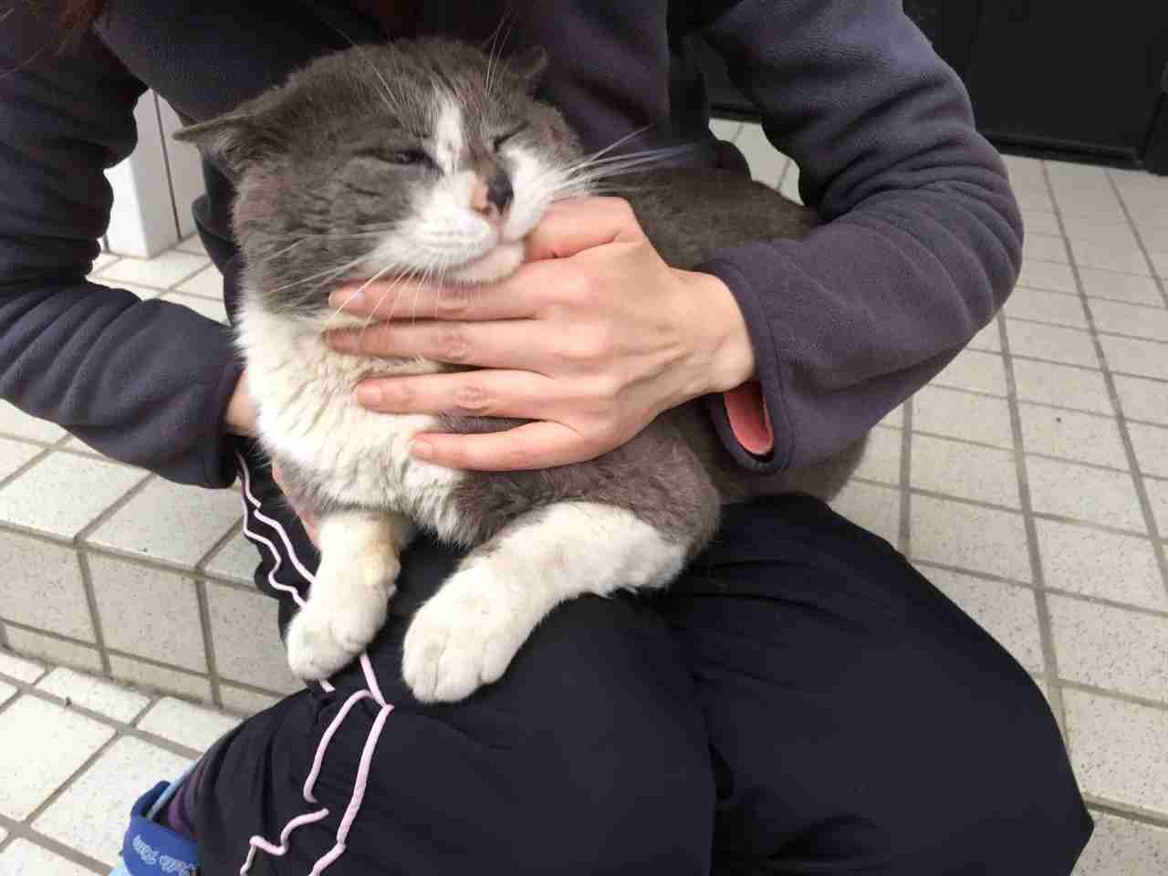 (身バレしない程度に)お宅の猫ちゃん見せてください!
