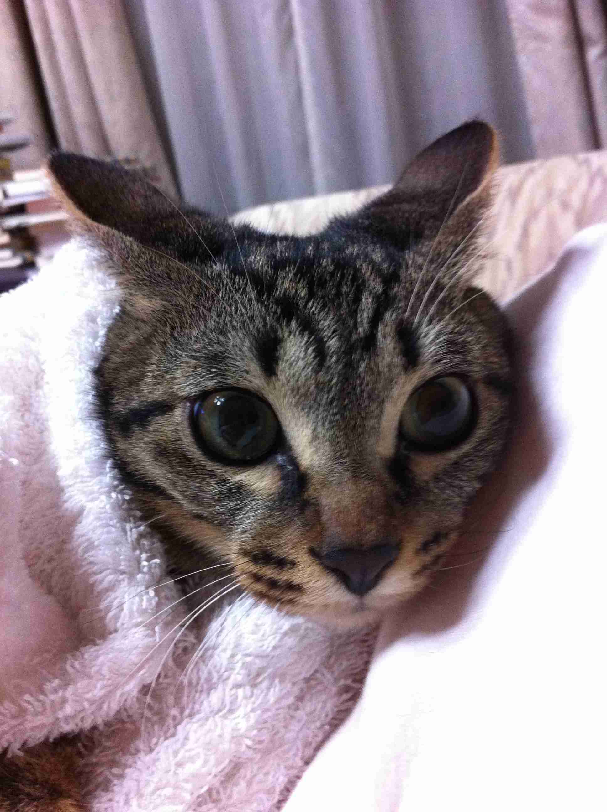 (身バレしない程度に)お宅の猫ちゃん見せてください!